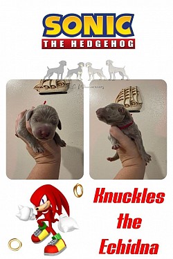 Knuckles - SG - Male