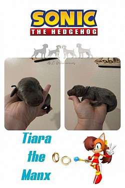 Tiara - Blue - Female with tail and dew claws