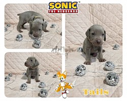 Tails - SG - Male
