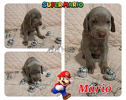 Mario - SG - Male
